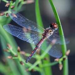 Celithemis bertha