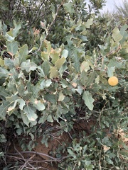 Quercus havardii