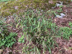 Tradescantia subaspera