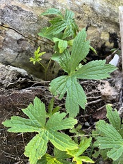 Anemonastrum canadense