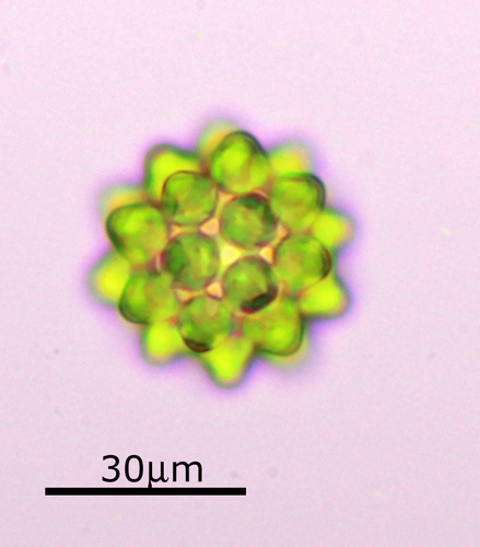 Scenedesmaceae