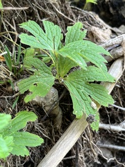 Anemonastrum canadense