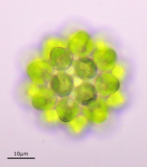 Coelastrum pseudomicroporum