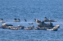 Phoca vitulina vitulina