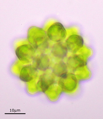 Coelastrum pseudomicroporum