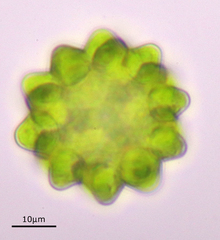 Coelastrum pseudomicroporum