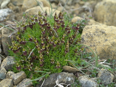 Silene acaulis