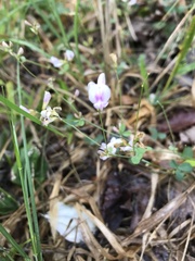Lespedeza procumbens