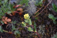 Potentilla pensylvanica