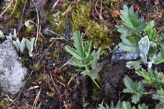 Potentilla pensylvanica
