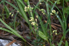 Draba nemorosa