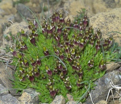 Silene acaulis