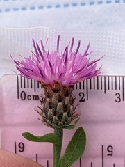 Centaurea debeauxii