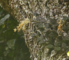 Dendrobium linguiforme