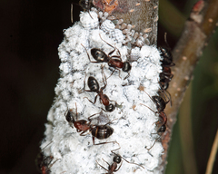 Prociphilus tessellatus