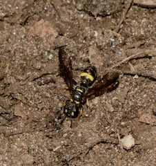 Cerceris atramontensis