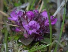 Thymus praecox britannicus