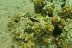 Ophioblennius macclurei