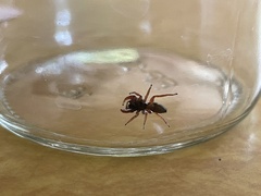 Metacyrba taeniola