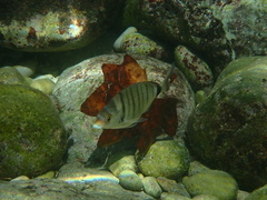 Diplodus puntazzo