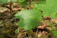 Tiarella stolonifera