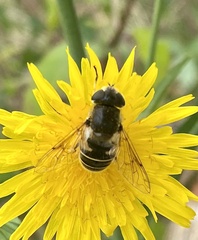 Eristalis hirta
