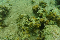 Ophioblennius macclurei