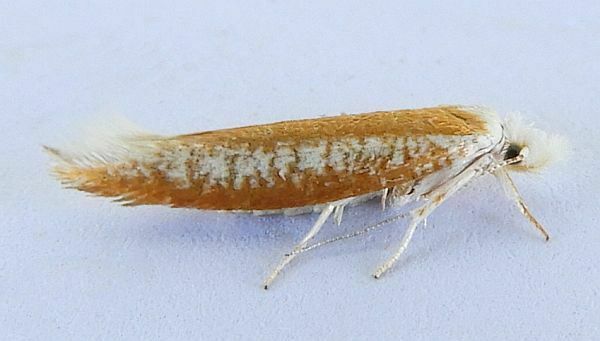 Zelleria arizonica