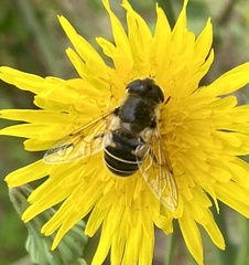 Eristalis hirta