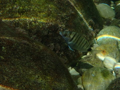 Diplodus puntazzo
