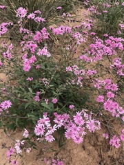 Palafoxia sphacelata