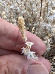 Krascheninnikovia lanata