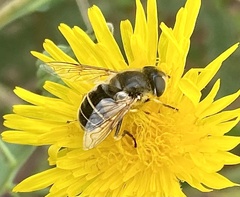 Eristalis hirta