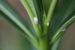 Phenacoccus solenopsis