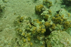 Ophioblennius macclurei