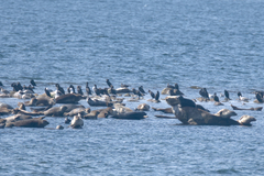 Phoca vitulina vitulina