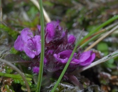 Thymus praecox britannicus
