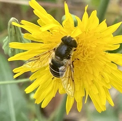 Eristalis hirta