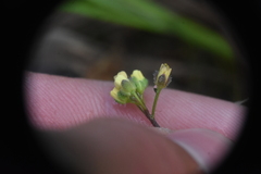 Draba nemorosa