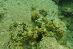 Ophioblennius macclurei