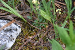 Draba nemorosa
