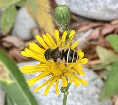 Eristalis hirta