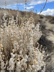 Krascheninnikovia lanata