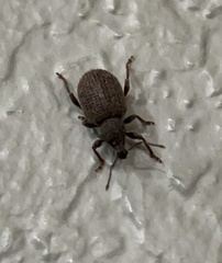 Otiorhynchus rugosostriatus