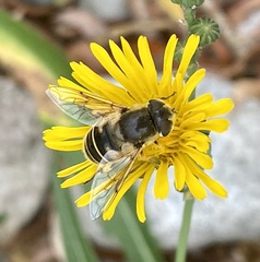 Eristalis hirta