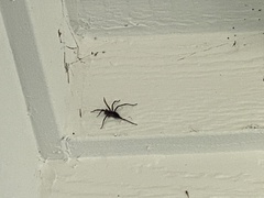 Herpyllus propinquus