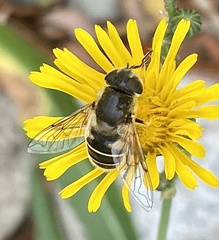 Eristalis hirta