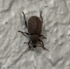 Otiorhynchus rugosostriatus