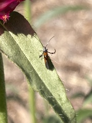 Heliodinidae
