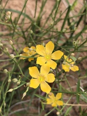 Linum aristatum